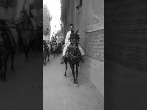 رقص خيل الصعيد مولد سيدي عبدالرحيم القنائي