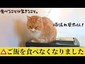 【元野良猫】ここが正念場!ご飯を食べない病気の猫が冬を越すには…