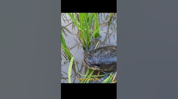 Cắm câu cá lóc Miền tây