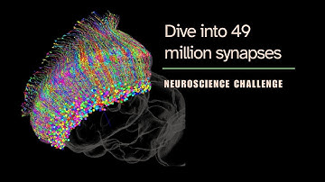 Student Neuroscience Challenge! Explore 49 Million Synapses with FlyComp2025