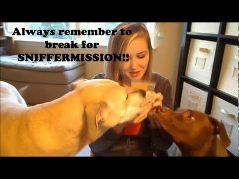 Video: 14 razas de perros que hacen a los mejores actores de Pawfessional