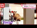 【正体は?】"ナゾの動物"住宅街で目撃相次ぐ 専門家も「わからない」