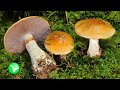 Опасность грибов. Польза и вред грибов для организма человека.