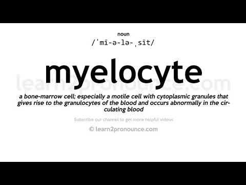 Pronunciation of Myelocyte | Definition of Myelocyte