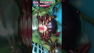 Caranguejos Acasalando Na Loja