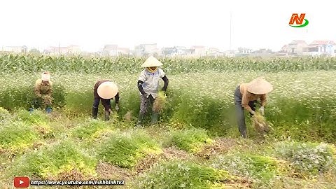 Kinh tế tập thể - Nâng cao giá trị nông sản