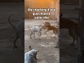 If you love puppies like subscribe #fypviral #usa #funnyshorts #dog #dogshorts #bulldog #animals