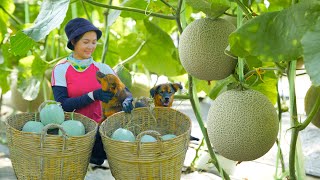Harvesting Organic Melons Goes To Market Sell  Cooking, Farm, Daily Life | Tieu Lien