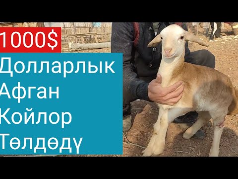 Video: Заттуу тактоочпу?