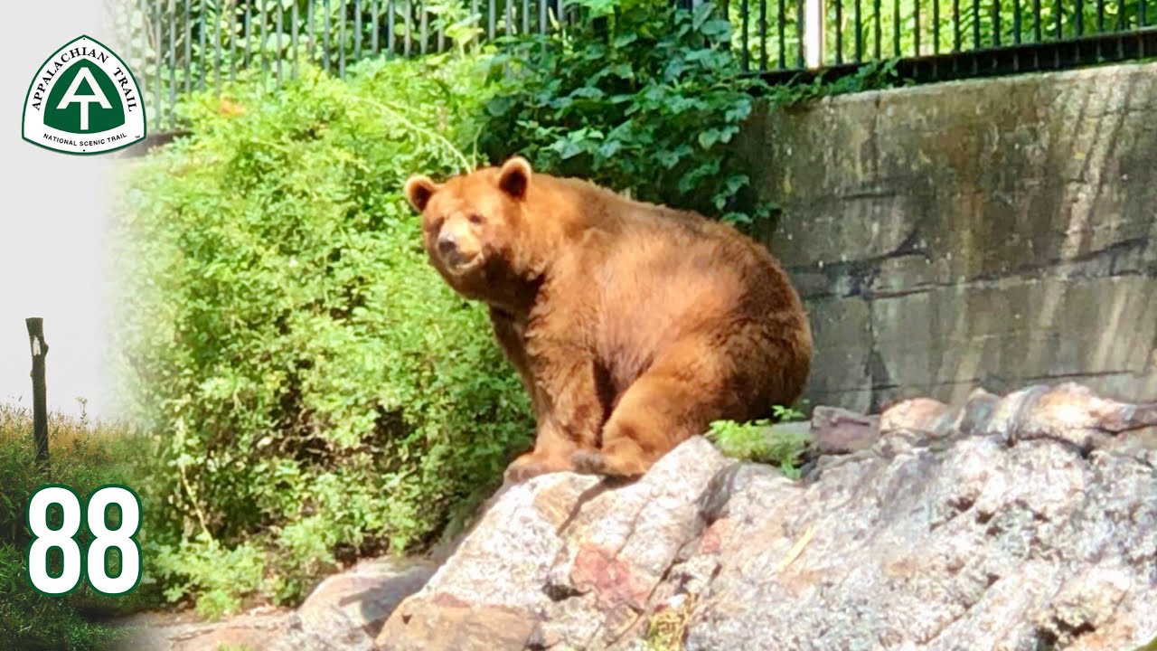 Day 107 Bear Sighting! 🐻 Bear Mountain Zoo Appalachian Trail (AT