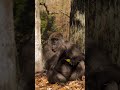 The Strength of a Gorilla... But Watch What Happens 🦍 #nature #relaxing #wildlife #viral #gorilla
