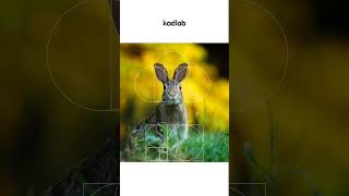 Rabbit logo design/Adobe illustrator tutorials #adobe #logo #logodesign #graphicdesign