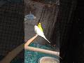 Albino budgies bird #shorts #shortvideo #budgies #lovebirds #cockatiel #finchbird #parrot #birds