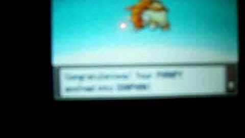 shiny phanpy evolves !!!!!