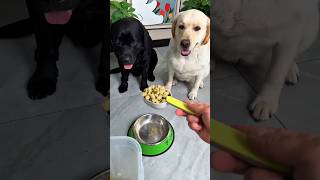 Rocky Arrives Late and Refuses His Food. It's Going to Get Stuck Between My Teeth! 🐶🍽️ 😱🦴