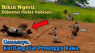 BIKIN NGERI.‼️GANASNYA KUTILANG LIAR PENUNGGU RAWA AUTO PIKAT DIBANTAI..
