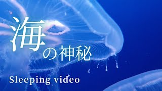【BGM】For Sleep | 神秘的なクラゲの映像で自律神経を調和 | Relaxing Video | Aquarium therapy