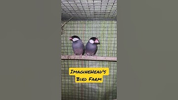 Java Sparrow Breeding Pair ✨