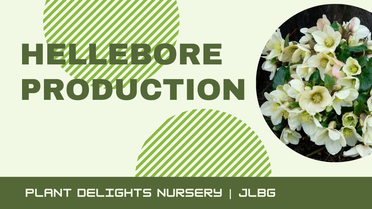 Hellebore Lenten Rose Production At Plant Delights Nursery Hellebore Lenten Rose Production At Plant Delights Nursery