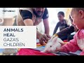 Animals help Gaza's children cope with war trauma