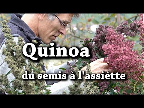 Vídeo: Quinoa De Jardí