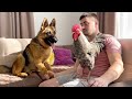 German Shepherd Meets a Rooster for the First Time