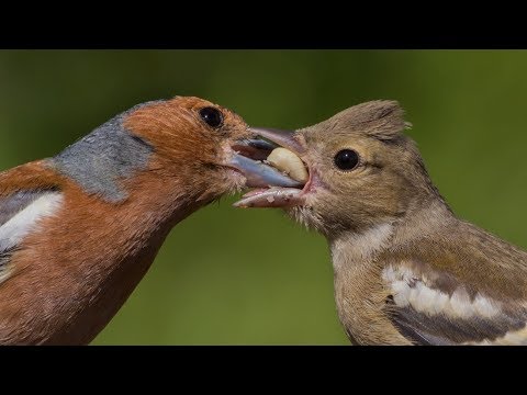 Video: Gewöhnlicher Pika. Hechtvogel: Beschreibung, Lebensweise, Fortpflanzung und Ernährung