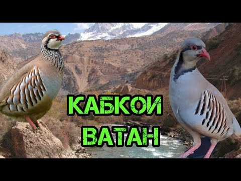 Овози кабк