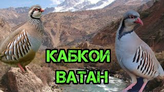 Овози Форами МОДА КАБК || Приятный Голос Куропатки || KEKLIK SESI