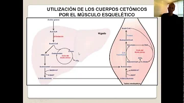 ¿Cuál es la función de los lípidos en el metabolismo?