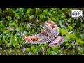 Sun Bittern in the Wild 🌅 Stunning Wing Displays & Hidden Forest Beauty.#SunBittern #Wildlife