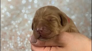 3 day old Newborn CKC fox RED lab puppies by Wild Country Ranch 339 views 6 days ago 1 minute, 51 seconds