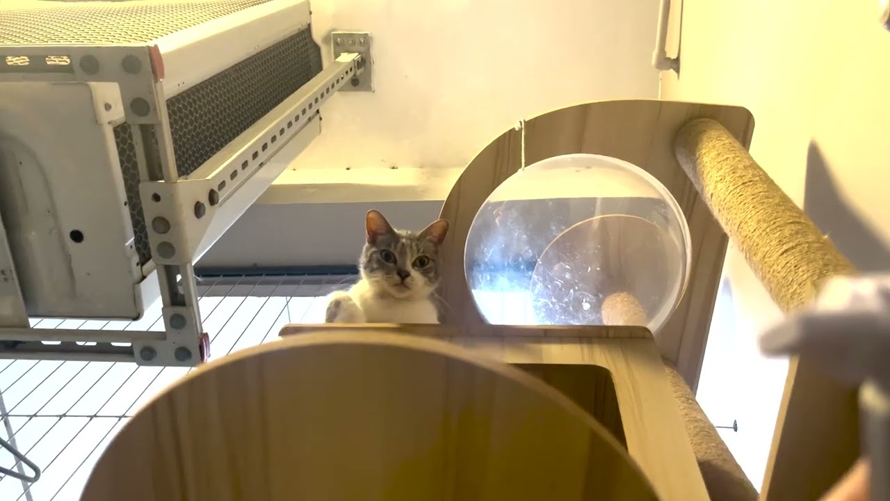 baby cute cat - YouTube