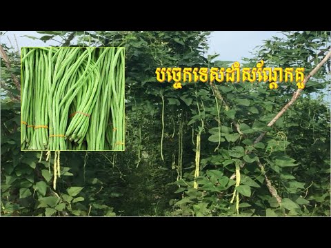 បច្ចេកទេសដាំសណ្តែកកួរ Yardlong Bean Planting Technique