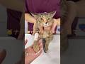 ふみふみ…なんとも言えないお顔でエアーふみふみ…#cat #猫 #shorts