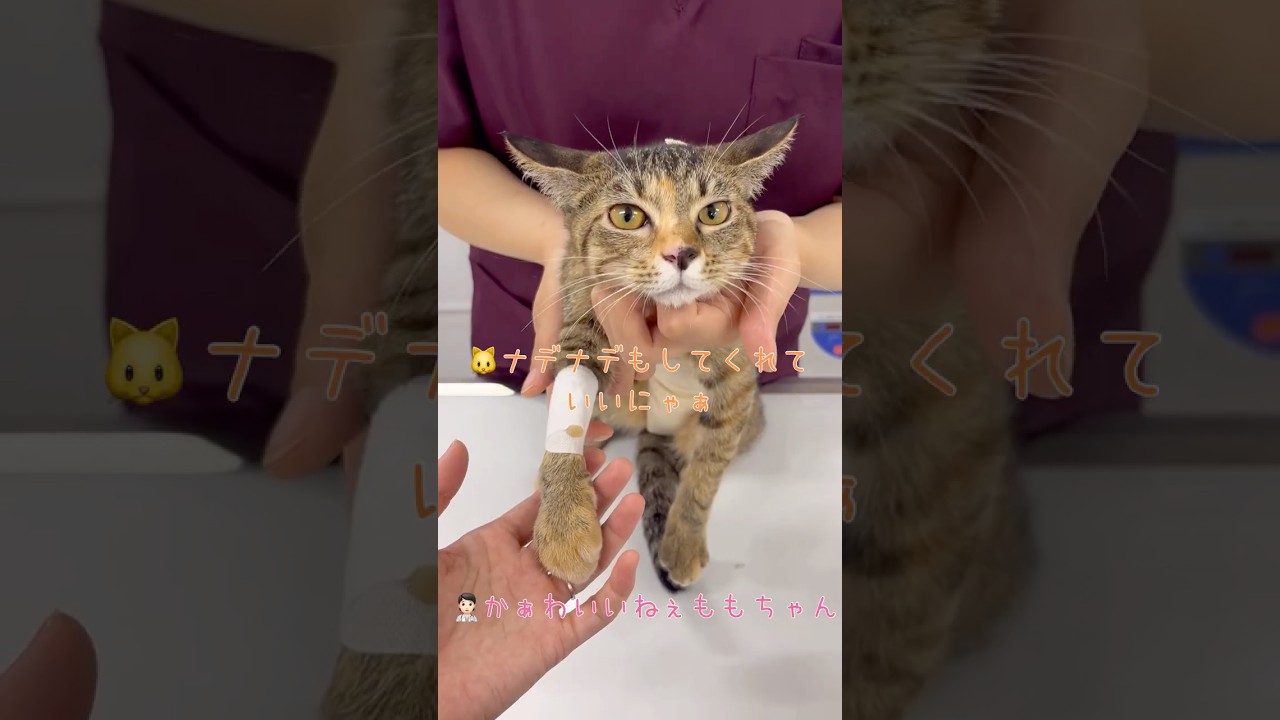ふみふみ…なんとも言えないお顔でエアーふみふみ…#cat #猫 #shorts