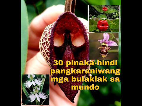 Video: Hindi Pangkaraniwang Mga Orchid