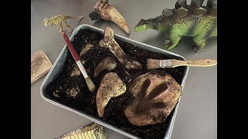 Salt Dough Dinosaur Fossils