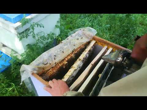 ვიდეო ✓ 43  განაყოფიერებული დედების და  სადედეების მიცემა დაობლებულ ოჯახებში