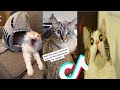 Cats being  CATS😼~Tiktok Compilation! | TikTok Time