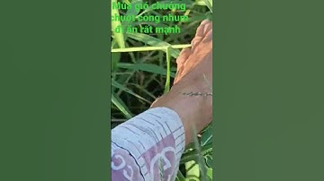 Bẩy chuột cống nhum mùa gió chướng