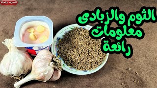 فوائد الثوم والزبادى السحرية والامراض التى يعالجها معلومة ذهبية حقا !!