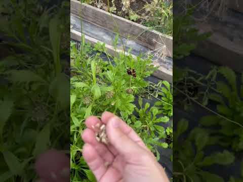 Video: Scabiosa Bitkiləri: Pincushion Çiçəyi Necə Becərilir