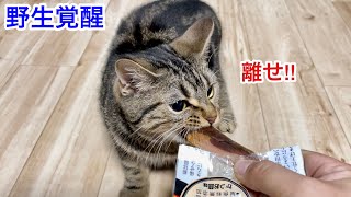焼きかつおの匂いに覚醒して丸ごと1本かぶりついてしまった子猫w