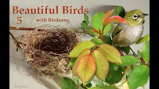 Beautiful Birds  5