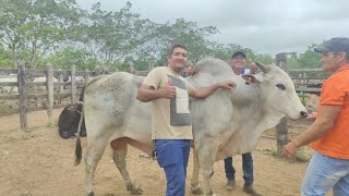 FEIRA  DE GADO EM PAMPO GRANDE. AL