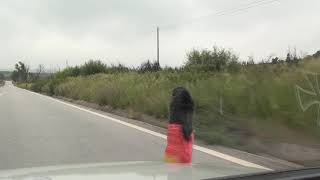 Adão Pega Vale Mourisco Sabugal N233 Portugal 27.5.2017 #1295