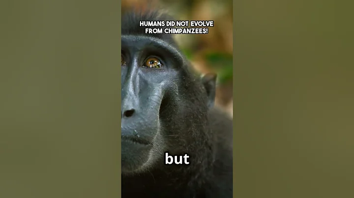 Humans Did not Evolve from Chimpanzees!