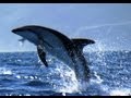 Dusky Dolphins and Bull Sperm Whales | South Pacific | BBC Earth