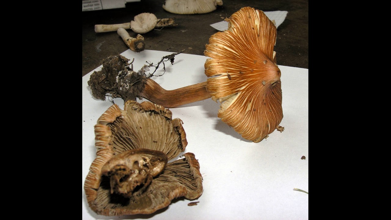 Inocybe godeyi
